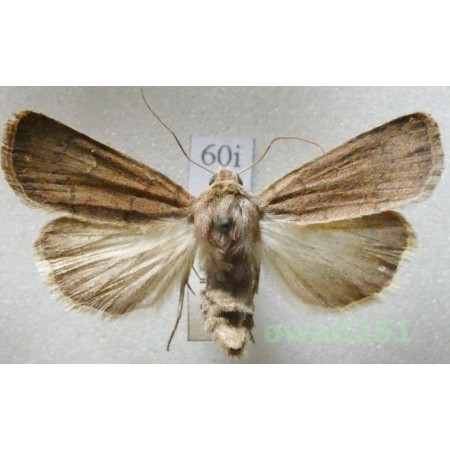 Xestia xanthographa (Denis & Schiffermüller, 1775) Rolnica znakówka Czech60i